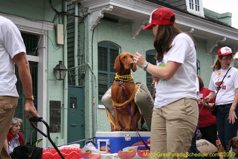 2009-Mystic-Krewe-of-Barkus-Mardi-Gras-French-Quarter-New-Orleans-Dog-Parade-0787