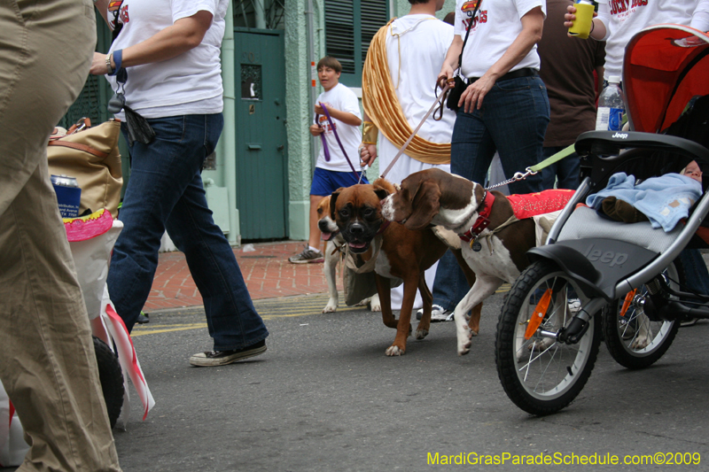 2009-Mystic-Krewe-of-Barkus-Mardi-Gras-French-Quarter-New-Orleans-Dog-Parade-0788