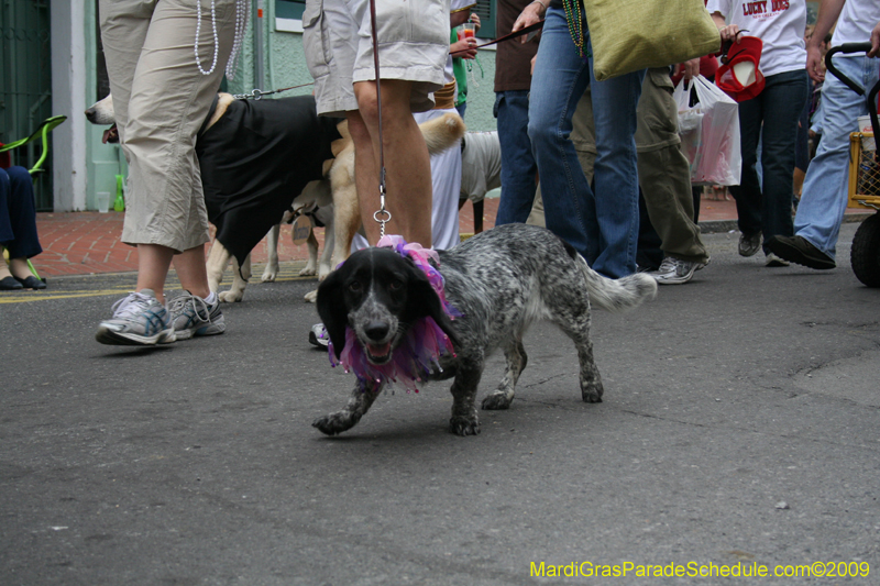 2009-Mystic-Krewe-of-Barkus-Mardi-Gras-French-Quarter-New-Orleans-Dog-Parade-0790