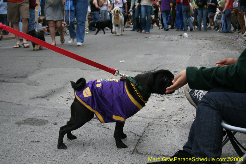 2009-Mystic-Krewe-of-Barkus-Mardi-Gras-French-Quarter-New-Orleans-Dog-Parade-0791