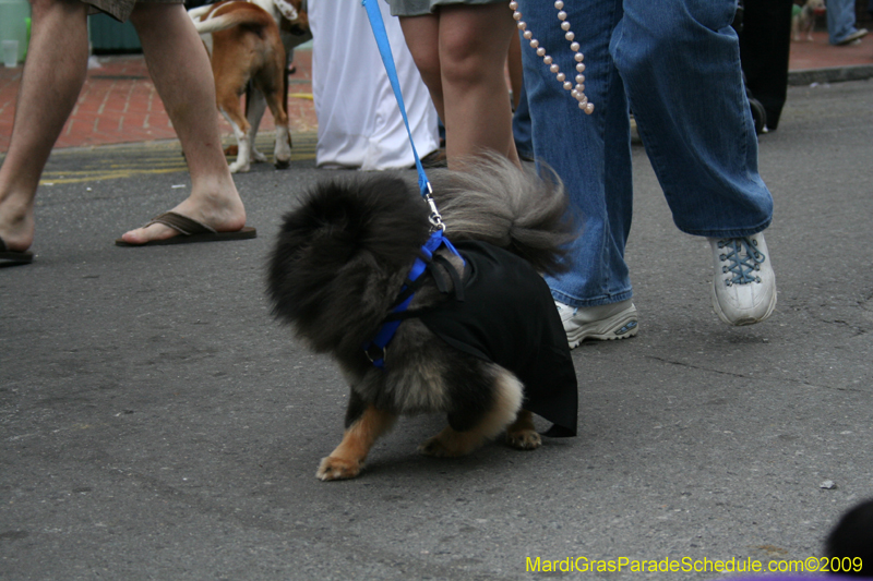 2009-Mystic-Krewe-of-Barkus-Mardi-Gras-French-Quarter-New-Orleans-Dog-Parade-0792