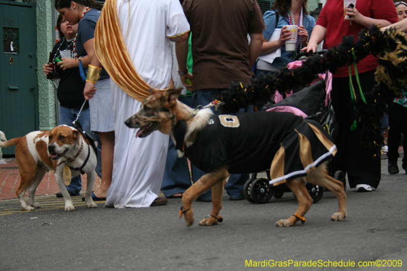 2009-Mystic-Krewe-of-Barkus-Mardi-Gras-French-Quarter-New-Orleans-Dog-Parade-0793