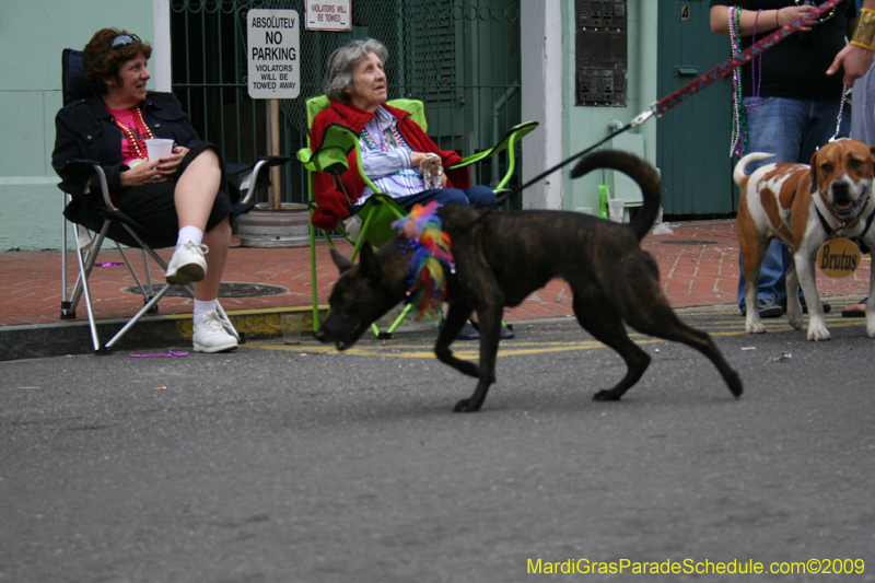 2009-Mystic-Krewe-of-Barkus-Mardi-Gras-French-Quarter-New-Orleans-Dog-Parade-0794