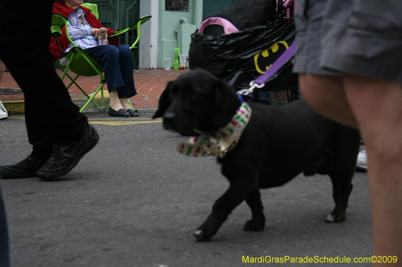 2009-Mystic-Krewe-of-Barkus-Mardi-Gras-French-Quarter-New-Orleans-Dog-Parade-0795