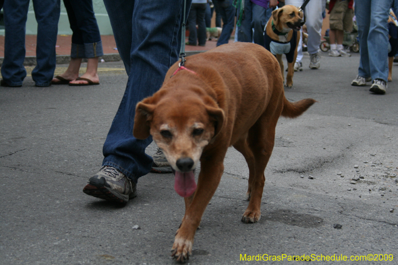 2009-Mystic-Krewe-of-Barkus-Mardi-Gras-French-Quarter-New-Orleans-Dog-Parade-0796