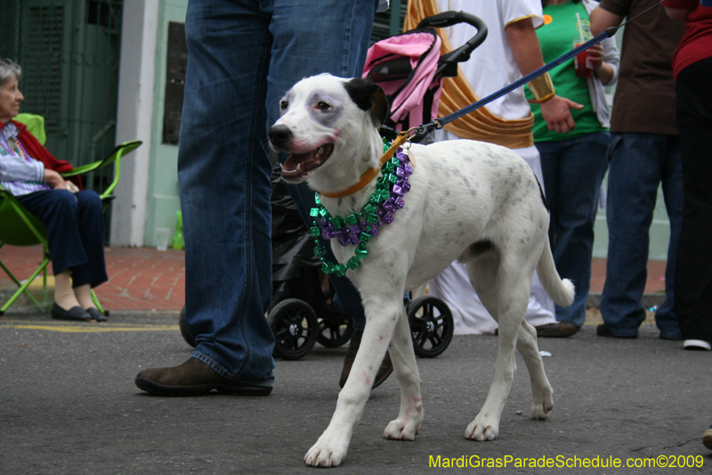 2009-Mystic-Krewe-of-Barkus-Mardi-Gras-French-Quarter-New-Orleans-Dog-Parade-0799