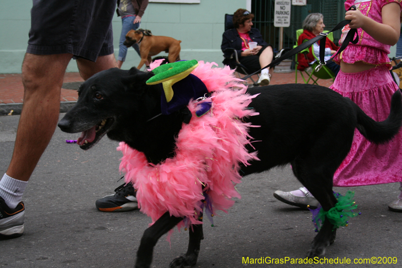 2009-Mystic-Krewe-of-Barkus-Mardi-Gras-French-Quarter-New-Orleans-Dog-Parade-0800