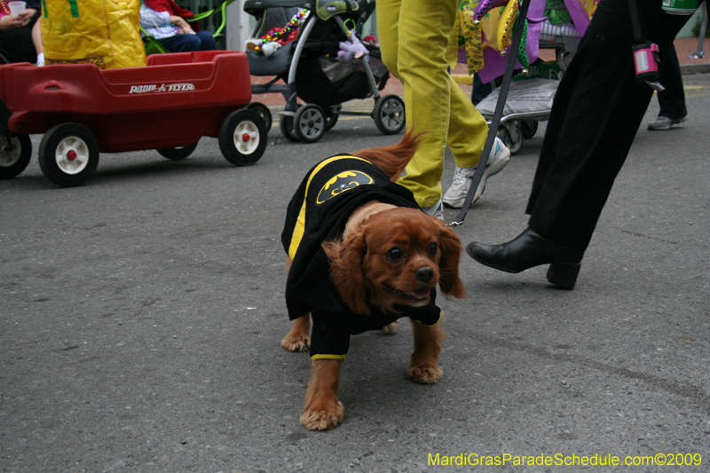 2009-Mystic-Krewe-of-Barkus-Mardi-Gras-French-Quarter-New-Orleans-Dog-Parade-0802