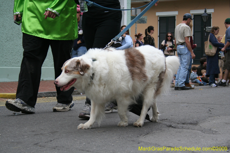 2009-Mystic-Krewe-of-Barkus-Mardi-Gras-French-Quarter-New-Orleans-Dog-Parade-0803