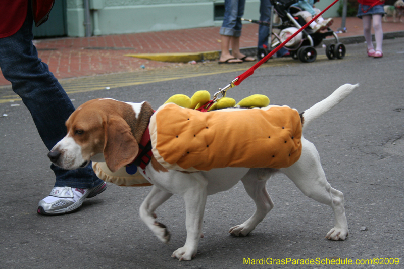 2009-Mystic-Krewe-of-Barkus-Mardi-Gras-French-Quarter-New-Orleans-Dog-Parade-0804