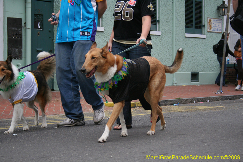 2009-Mystic-Krewe-of-Barkus-Mardi-Gras-French-Quarter-New-Orleans-Dog-Parade-0806