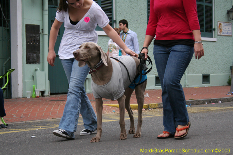 2009-Mystic-Krewe-of-Barkus-Mardi-Gras-French-Quarter-New-Orleans-Dog-Parade-0807