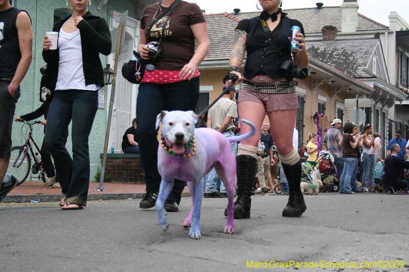 2009-Mystic-Krewe-of-Barkus-Mardi-Gras-French-Quarter-New-Orleans-Dog-Parade-0809