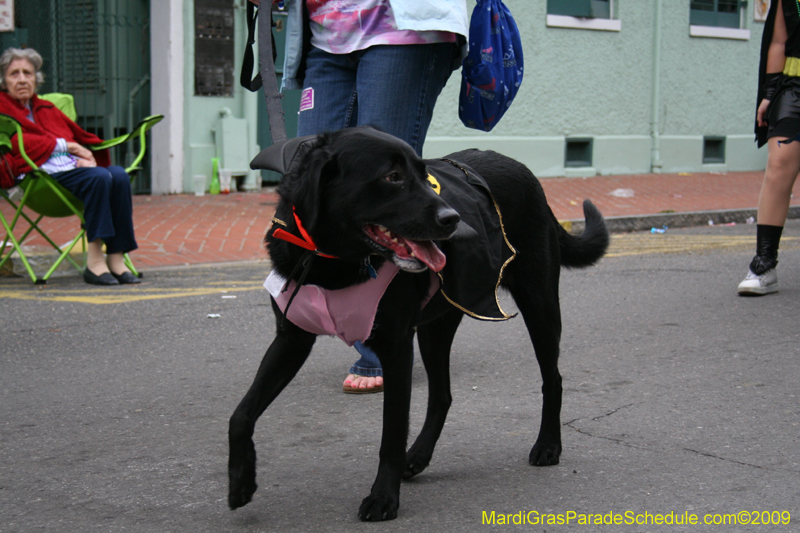 2009-Mystic-Krewe-of-Barkus-Mardi-Gras-French-Quarter-New-Orleans-Dog-Parade-0810