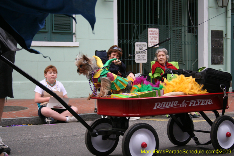 2009-Mystic-Krewe-of-Barkus-Mardi-Gras-French-Quarter-New-Orleans-Dog-Parade-0811