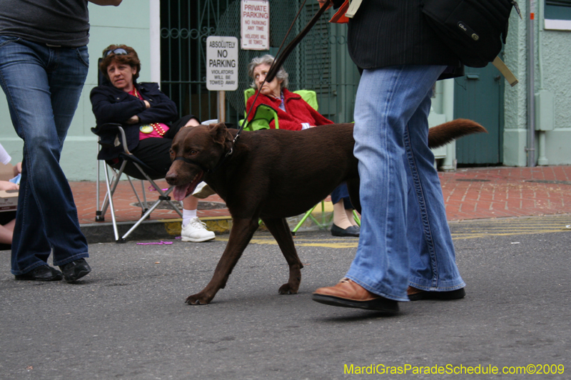 2009-Mystic-Krewe-of-Barkus-Mardi-Gras-French-Quarter-New-Orleans-Dog-Parade-0813