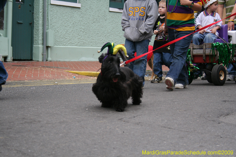 2009-Mystic-Krewe-of-Barkus-Mardi-Gras-French-Quarter-New-Orleans-Dog-Parade-0814