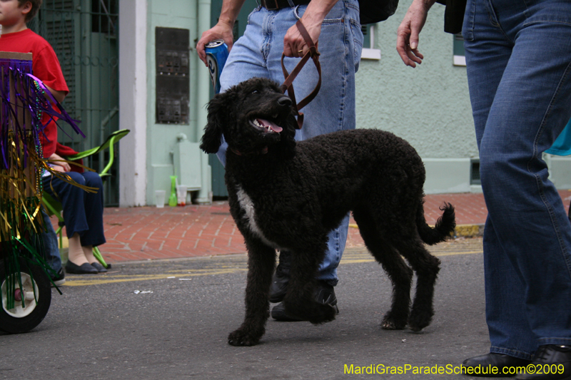 2009-Mystic-Krewe-of-Barkus-Mardi-Gras-French-Quarter-New-Orleans-Dog-Parade-0815