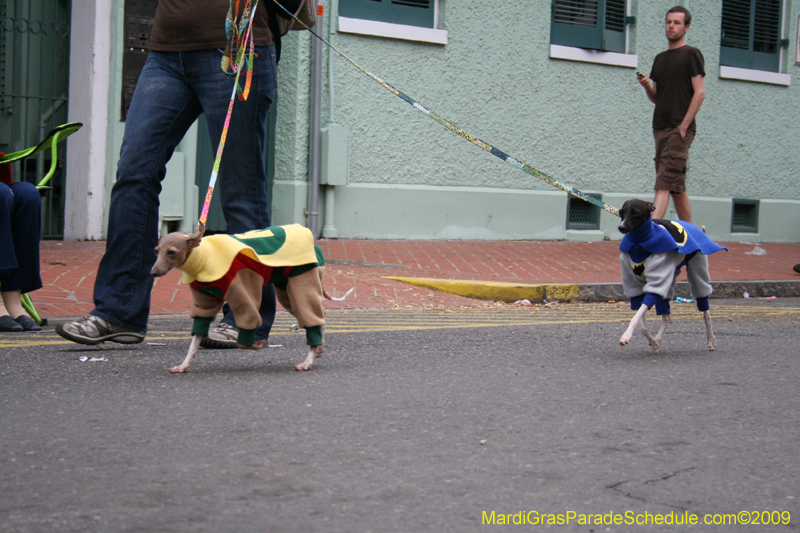 2009-Mystic-Krewe-of-Barkus-Mardi-Gras-French-Quarter-New-Orleans-Dog-Parade-0817