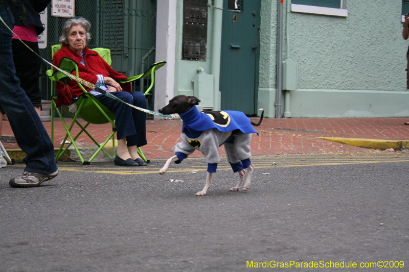 2009-Mystic-Krewe-of-Barkus-Mardi-Gras-French-Quarter-New-Orleans-Dog-Parade-0818