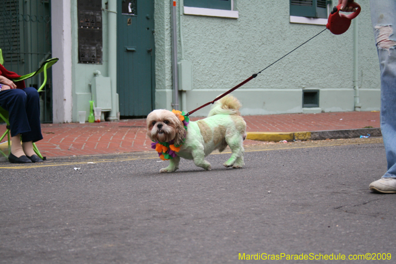 2009-Mystic-Krewe-of-Barkus-Mardi-Gras-French-Quarter-New-Orleans-Dog-Parade-0821