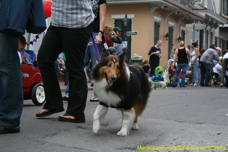 2009-Mystic-Krewe-of-Barkus-Mardi-Gras-French-Quarter-New-Orleans-Dog-Parade-0823