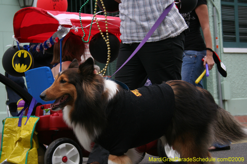 2009-Mystic-Krewe-of-Barkus-Mardi-Gras-French-Quarter-New-Orleans-Dog-Parade-0824