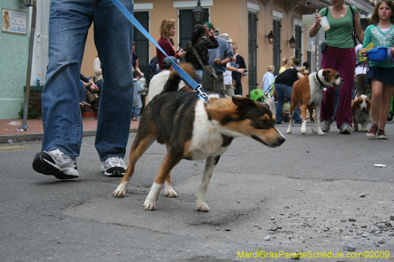 2009-Mystic-Krewe-of-Barkus-Mardi-Gras-French-Quarter-New-Orleans-Dog-Parade-0826