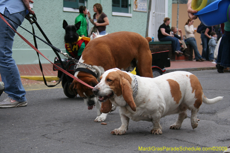 2009-Mystic-Krewe-of-Barkus-Mardi-Gras-French-Quarter-New-Orleans-Dog-Parade-0827