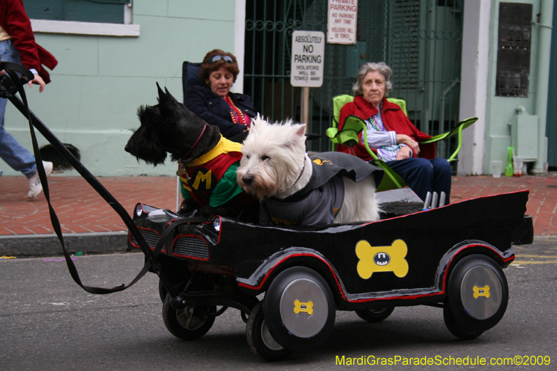 2009-Mystic-Krewe-of-Barkus-Mardi-Gras-French-Quarter-New-Orleans-Dog-Parade-0828