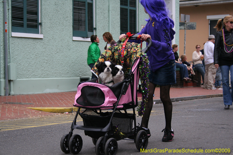 2009-Mystic-Krewe-of-Barkus-Mardi-Gras-French-Quarter-New-Orleans-Dog-Parade-0829