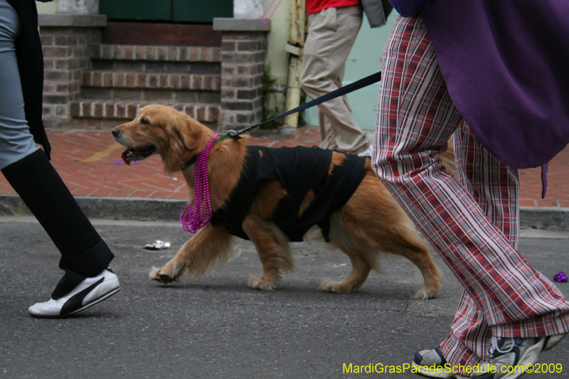 2009-Mystic-Krewe-of-Barkus-Mardi-Gras-French-Quarter-New-Orleans-Dog-Parade-0830