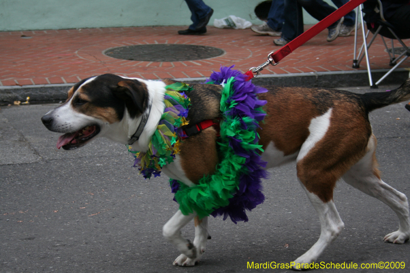 2009-Mystic-Krewe-of-Barkus-Mardi-Gras-French-Quarter-New-Orleans-Dog-Parade-0831