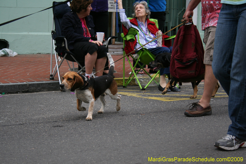 2009-Mystic-Krewe-of-Barkus-Mardi-Gras-French-Quarter-New-Orleans-Dog-Parade-0833