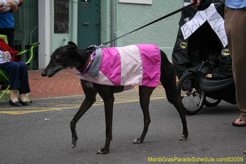 2009-Mystic-Krewe-of-Barkus-Mardi-Gras-French-Quarter-New-Orleans-Dog-Parade-0834