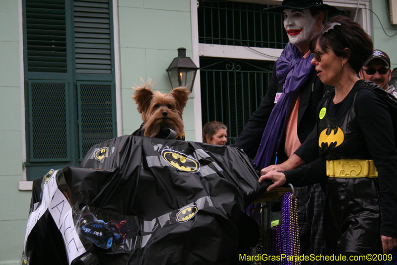 2009-Mystic-Krewe-of-Barkus-Mardi-Gras-French-Quarter-New-Orleans-Dog-Parade-0835