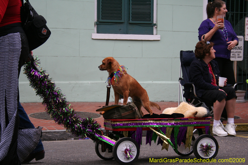 2009-Mystic-Krewe-of-Barkus-Mardi-Gras-French-Quarter-New-Orleans-Dog-Parade-0836