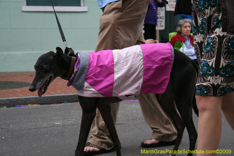 2009-Mystic-Krewe-of-Barkus-Mardi-Gras-French-Quarter-New-Orleans-Dog-Parade-0837