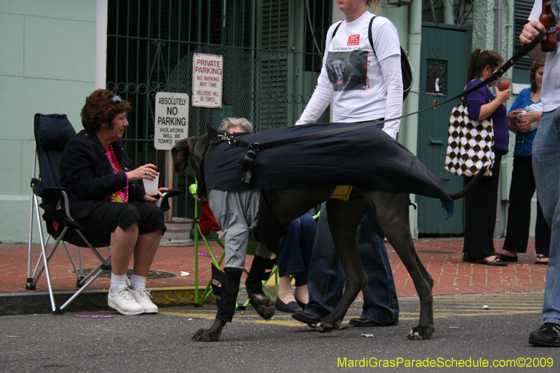 2009-Mystic-Krewe-of-Barkus-Mardi-Gras-French-Quarter-New-Orleans-Dog-Parade-0838