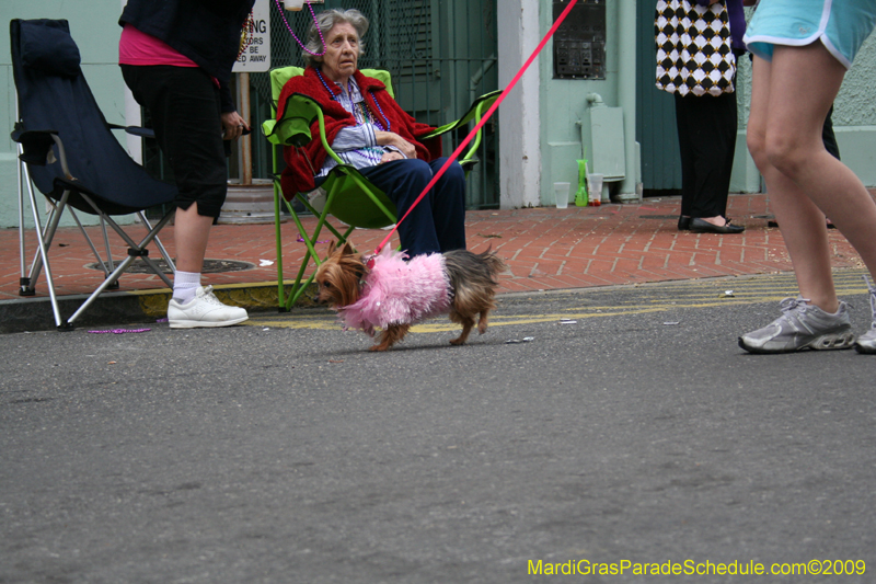 2009-Mystic-Krewe-of-Barkus-Mardi-Gras-French-Quarter-New-Orleans-Dog-Parade-0839