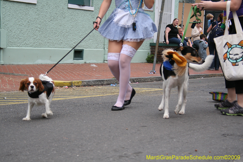 2009-Mystic-Krewe-of-Barkus-Mardi-Gras-French-Quarter-New-Orleans-Dog-Parade-0842