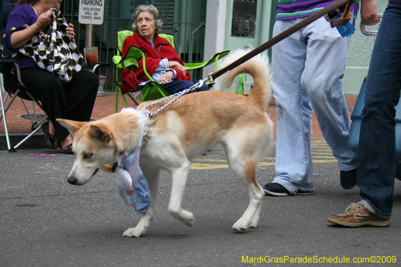 2009-Mystic-Krewe-of-Barkus-Mardi-Gras-French-Quarter-New-Orleans-Dog-Parade-0843