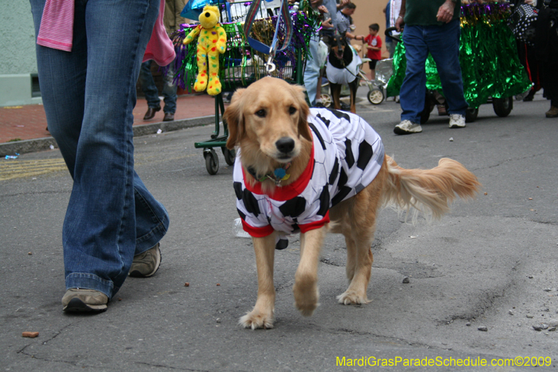 2009-Mystic-Krewe-of-Barkus-Mardi-Gras-French-Quarter-New-Orleans-Dog-Parade-0844