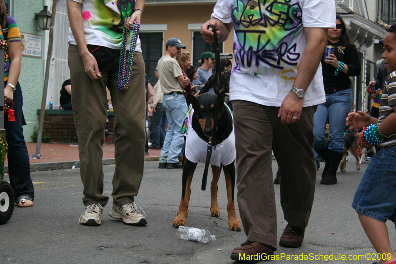 2009-Mystic-Krewe-of-Barkus-Mardi-Gras-French-Quarter-New-Orleans-Dog-Parade-0849