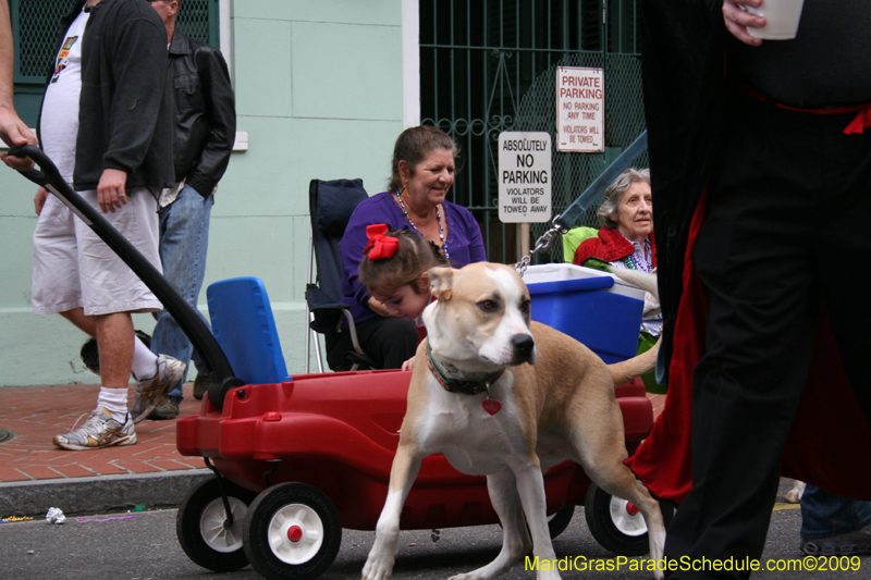 2009-Mystic-Krewe-of-Barkus-Mardi-Gras-French-Quarter-New-Orleans-Dog-Parade-0850