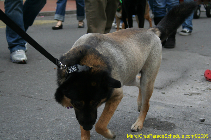 2009-Mystic-Krewe-of-Barkus-Mardi-Gras-French-Quarter-New-Orleans-Dog-Parade-0851