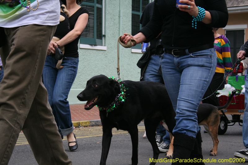 2009-Mystic-Krewe-of-Barkus-Mardi-Gras-French-Quarter-New-Orleans-Dog-Parade-0853