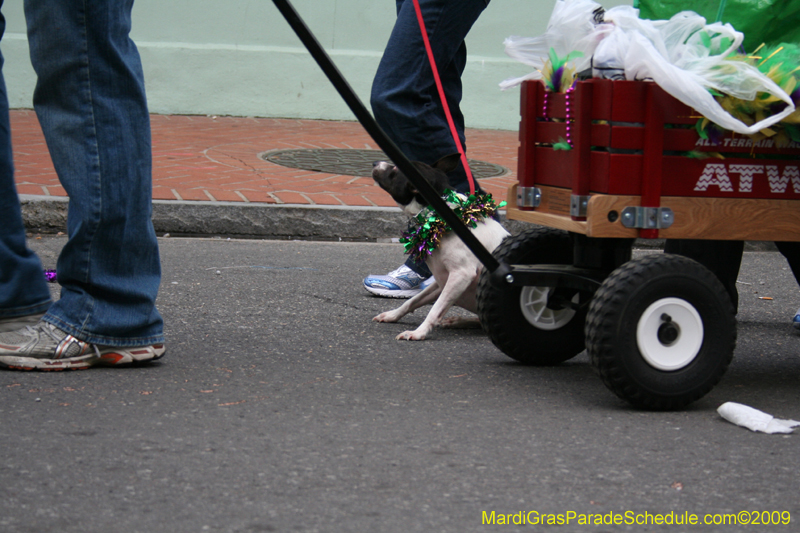 2009-Mystic-Krewe-of-Barkus-Mardi-Gras-French-Quarter-New-Orleans-Dog-Parade-0855