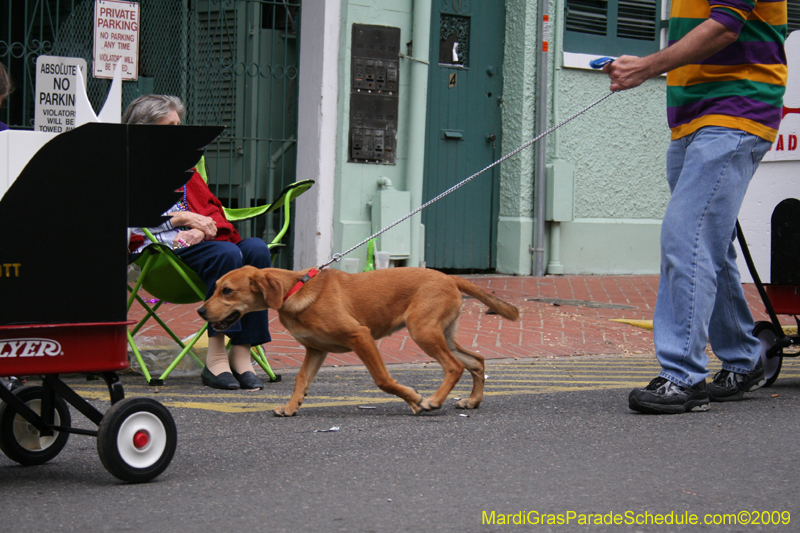 2009-Mystic-Krewe-of-Barkus-Mardi-Gras-French-Quarter-New-Orleans-Dog-Parade-0857