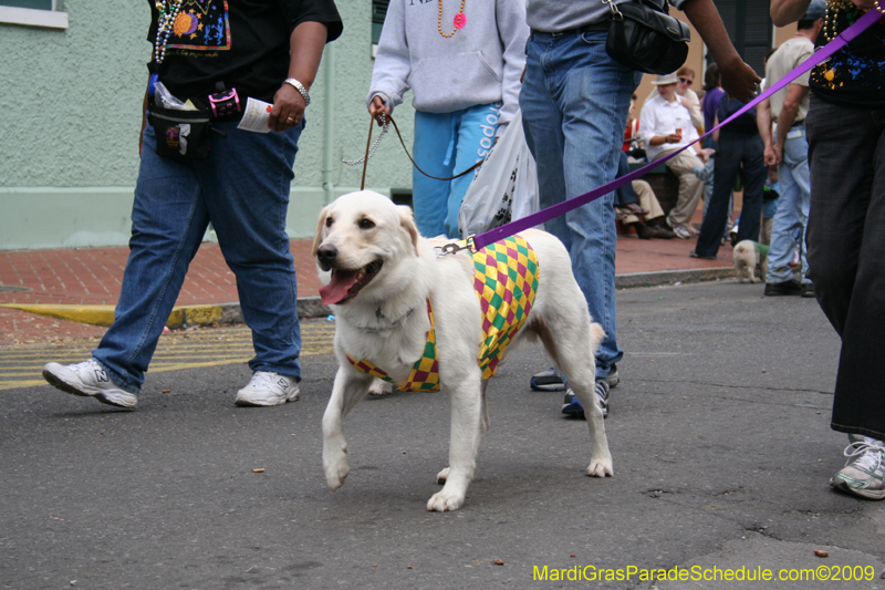 2009-Mystic-Krewe-of-Barkus-Mardi-Gras-French-Quarter-New-Orleans-Dog-Parade-0858